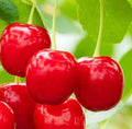 Cherry Syrup for Bubble Tea Drinks