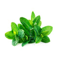 Mint Syrup for Bubble Tea Drinks
