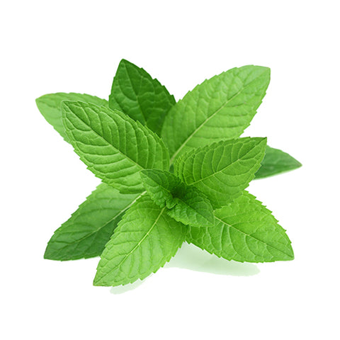Peppermint Syrup for Bubble Tea Drinks